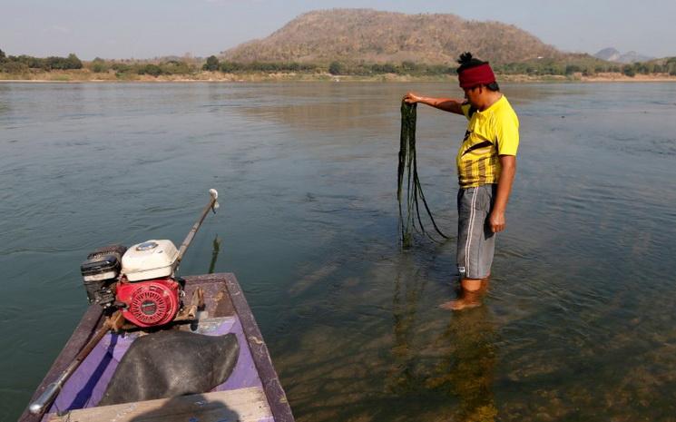 Algue-verte-mekong-thailande-laos