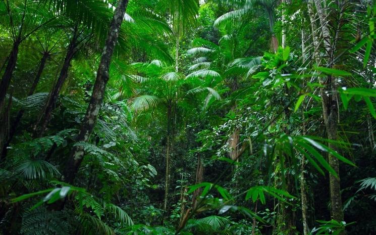forêt amazonie