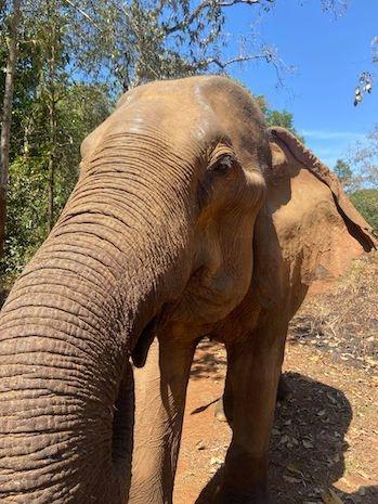 éléphant Mondulkiri