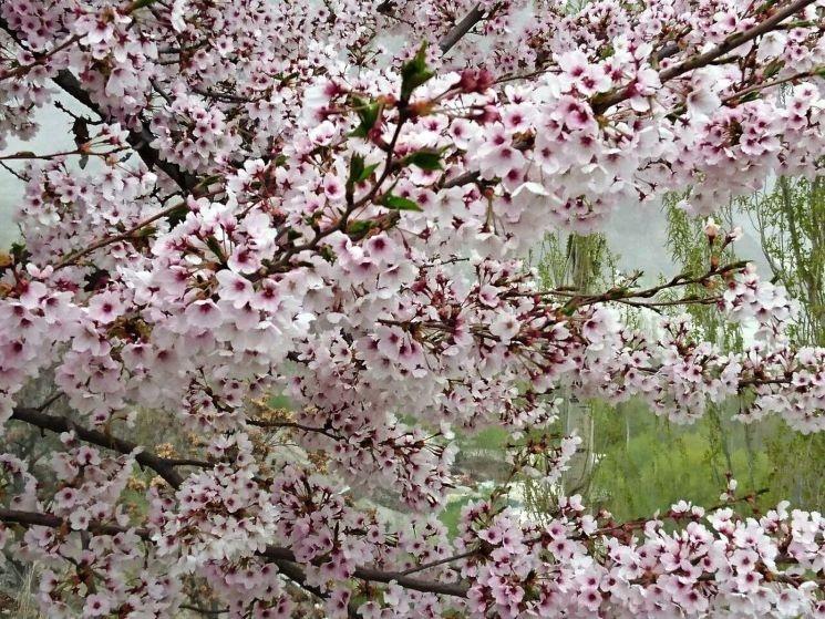 Abricotiers en fleurs