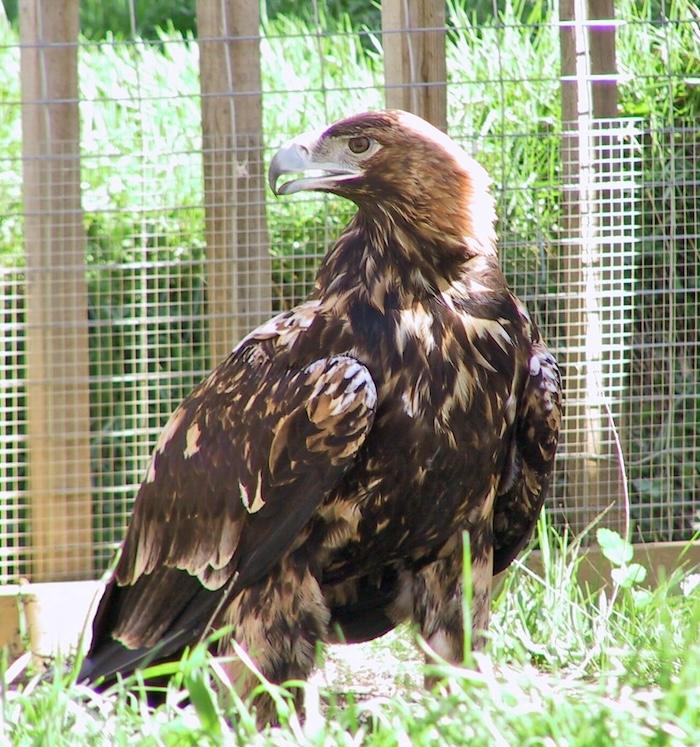 aigle impérial