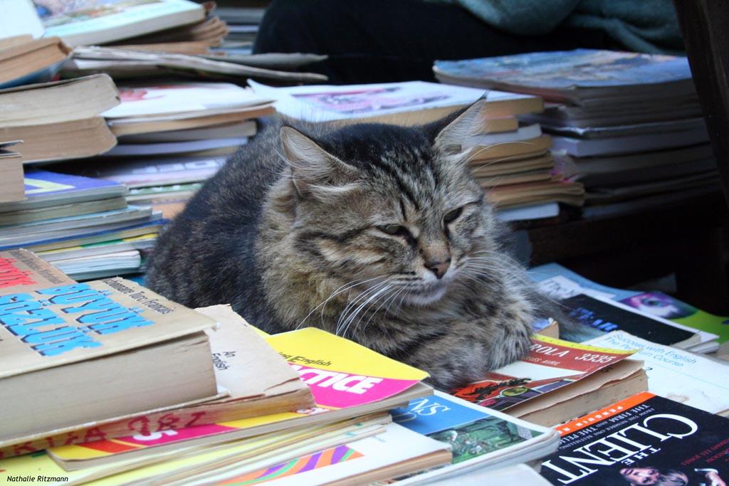 Chats d'Istanbul