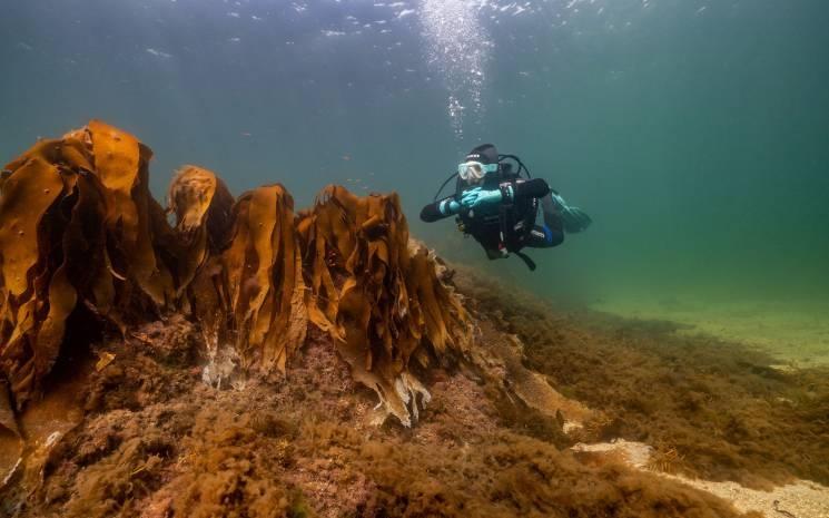 Atlantic Scuba Adventures, Coral Beach, Carraroe, Co Galway