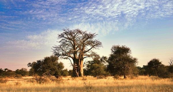 botswana, elephant, safari, tourisme, destination, voyages, afrique, chobe, kalahari