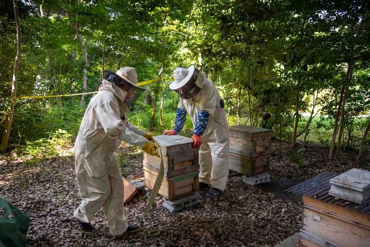 ruches de l'ambassade de France au Japon
