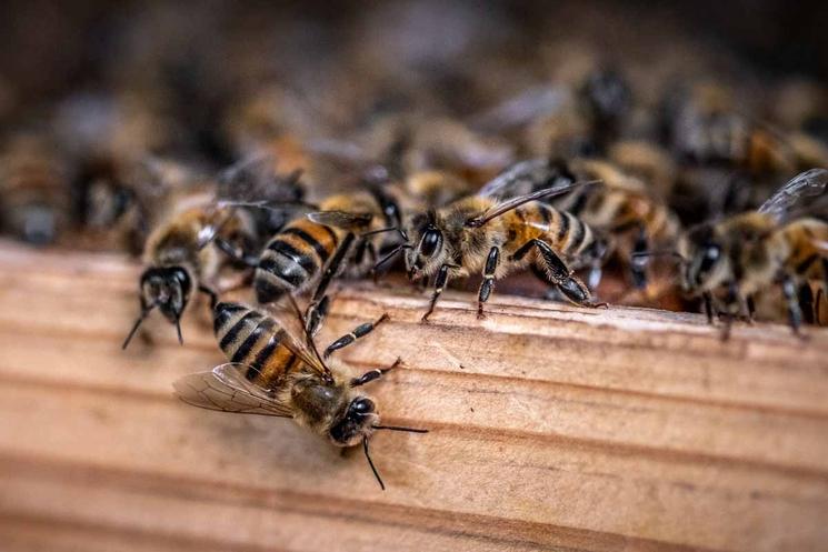 Bruno Chapiron - abeilles