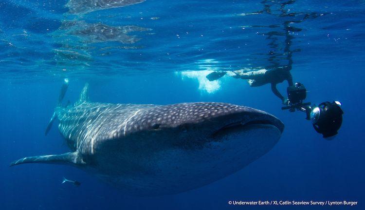 Christophe Bailhache Underwater Earth