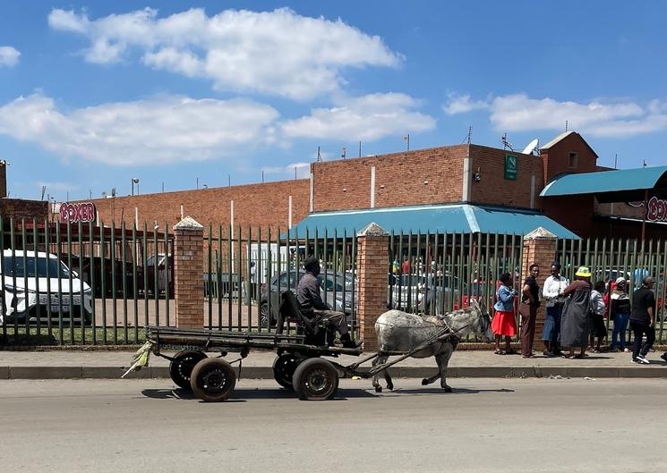 Bourrique Soweto
