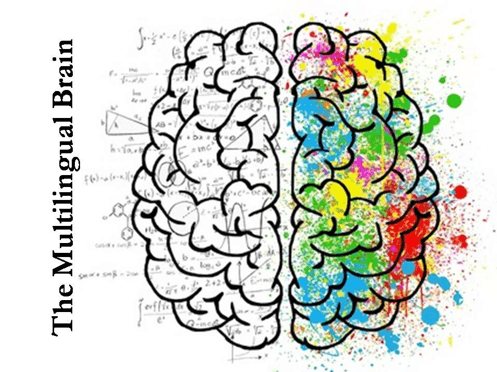 cerveau multilingue camberwell