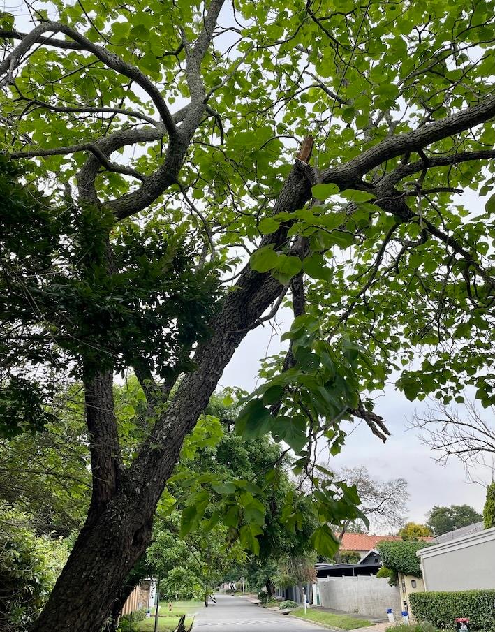 Arbre aux branches cassées
