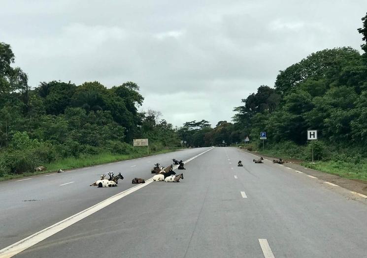 Les chèvres sont installées sur la route entre Brazzaville et Pointe Noire