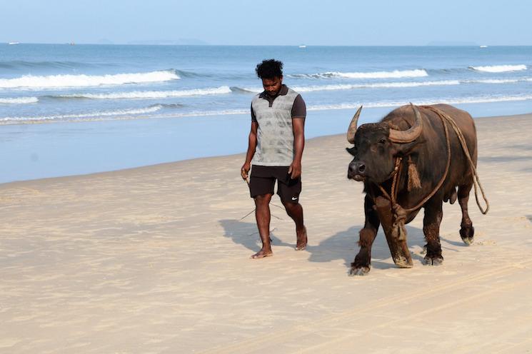 Buffle à Chennai en Inde