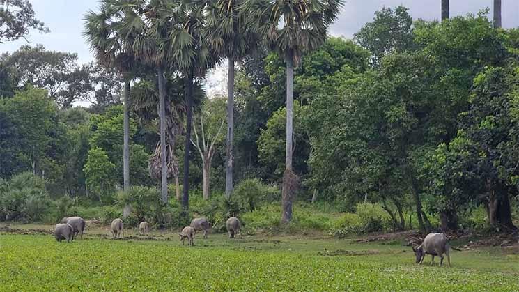 Campagne cambodgienne avec des buffle d'eau copy