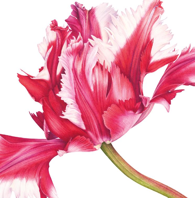 Découvrez les aquarelles de la mostra « Di Fiore in Fiore »