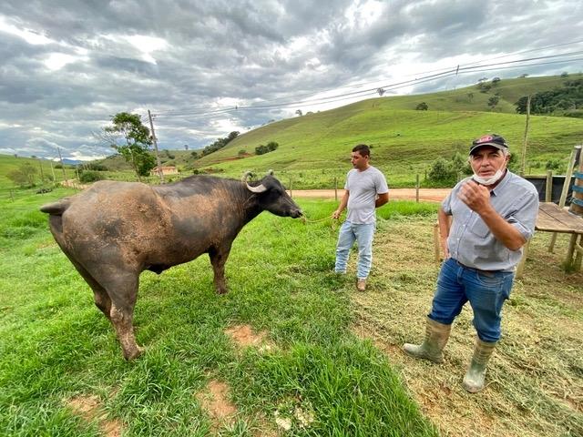 Buffle Minas Gerais mozzarella