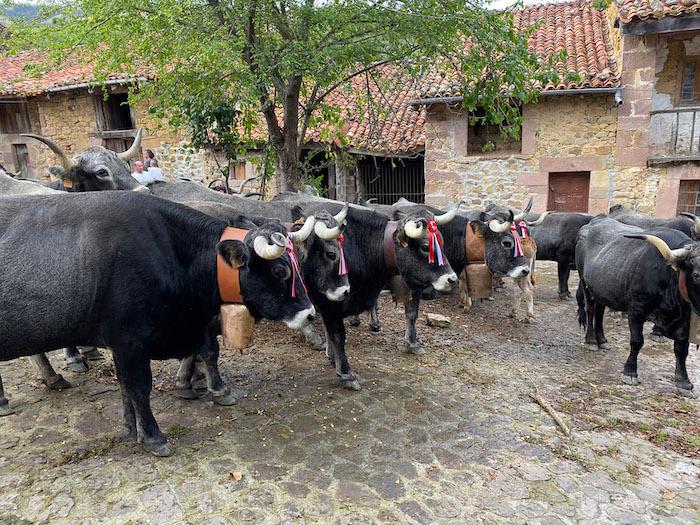 des vaches dans le village 