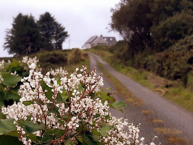 route de campagne en Irlande
