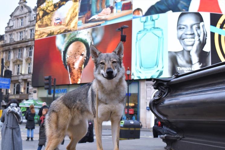 Chien loup city Londres aventures de Vulric 