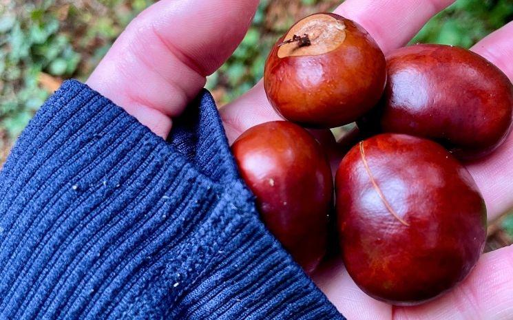 Des marrons ramassés lors d’une promenade d’automne — l’un de ces petits rituels saisonniers qui nous accompagnent encore aujourd’hui, alors que les enfants ont grandi.