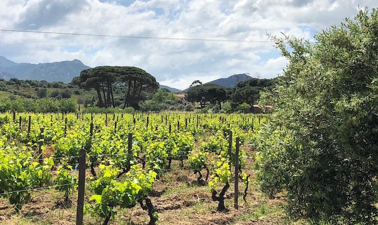 Vol pas cher Corse Air Corsica paysages vins circuit