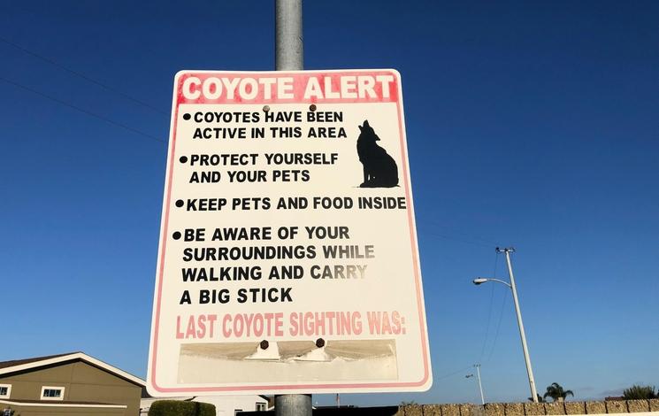 Coyote