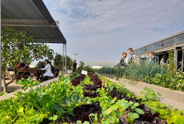 jardin de légumes