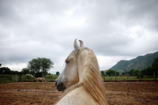 cheval