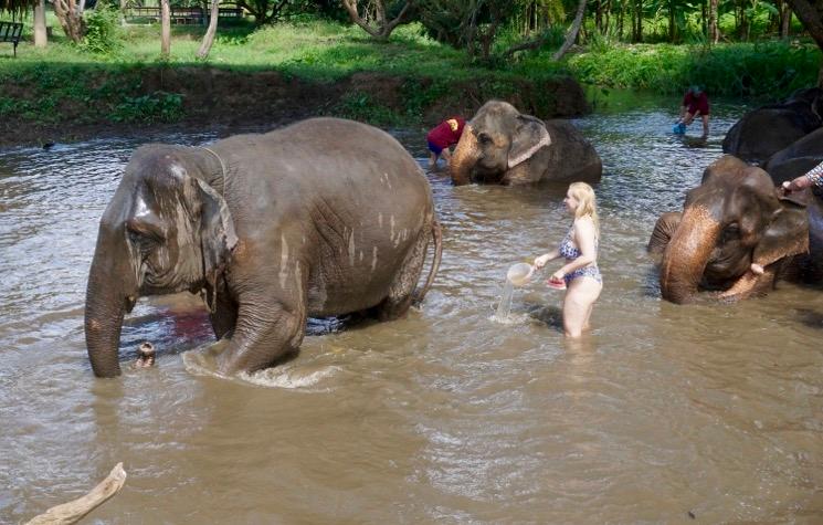 baignade éléphants