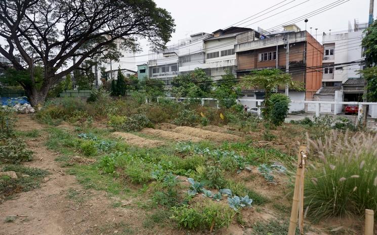 ferme urbaine chiang mai