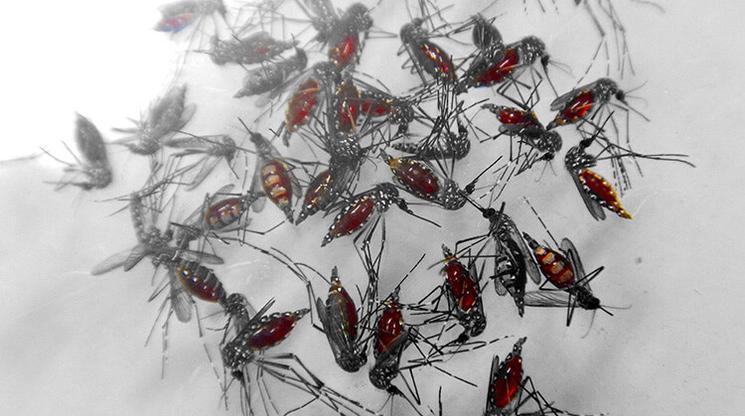 moustiques gorgés de sang