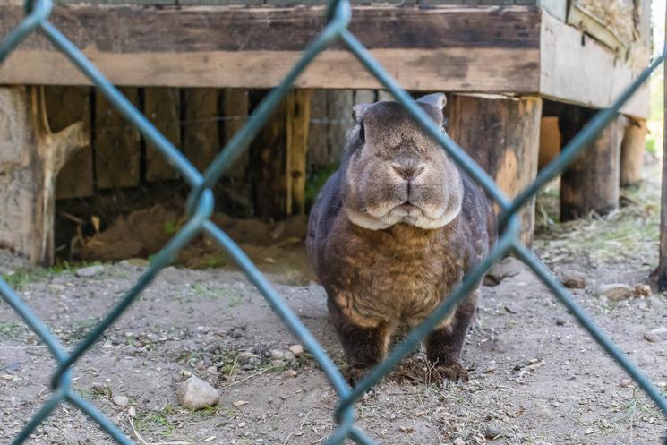 https://pili-pili.pl/ lapin Mazurie Polska Pologne