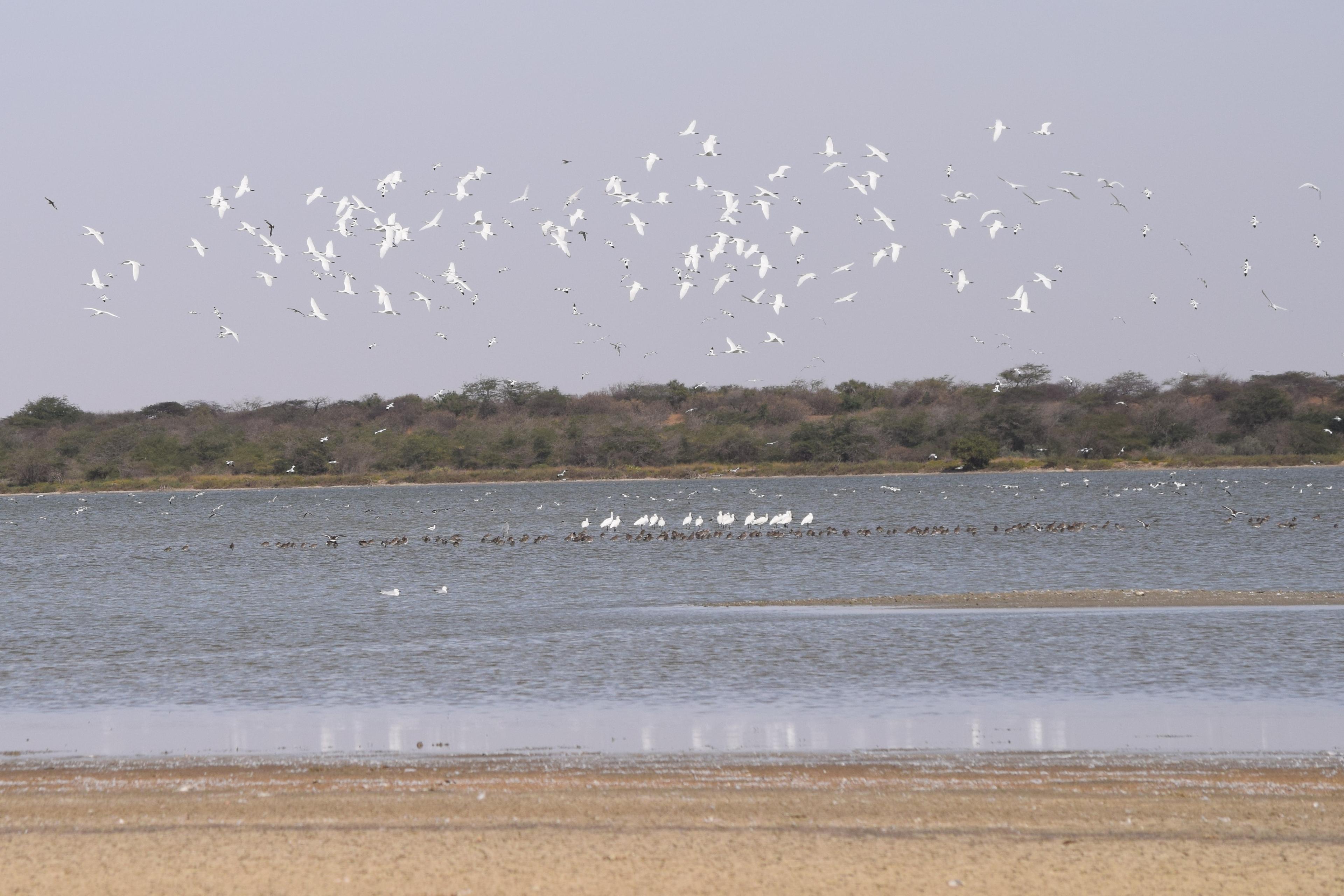 réserve de guembeul saint louis sénégal gazelles oryx singes oiseaux