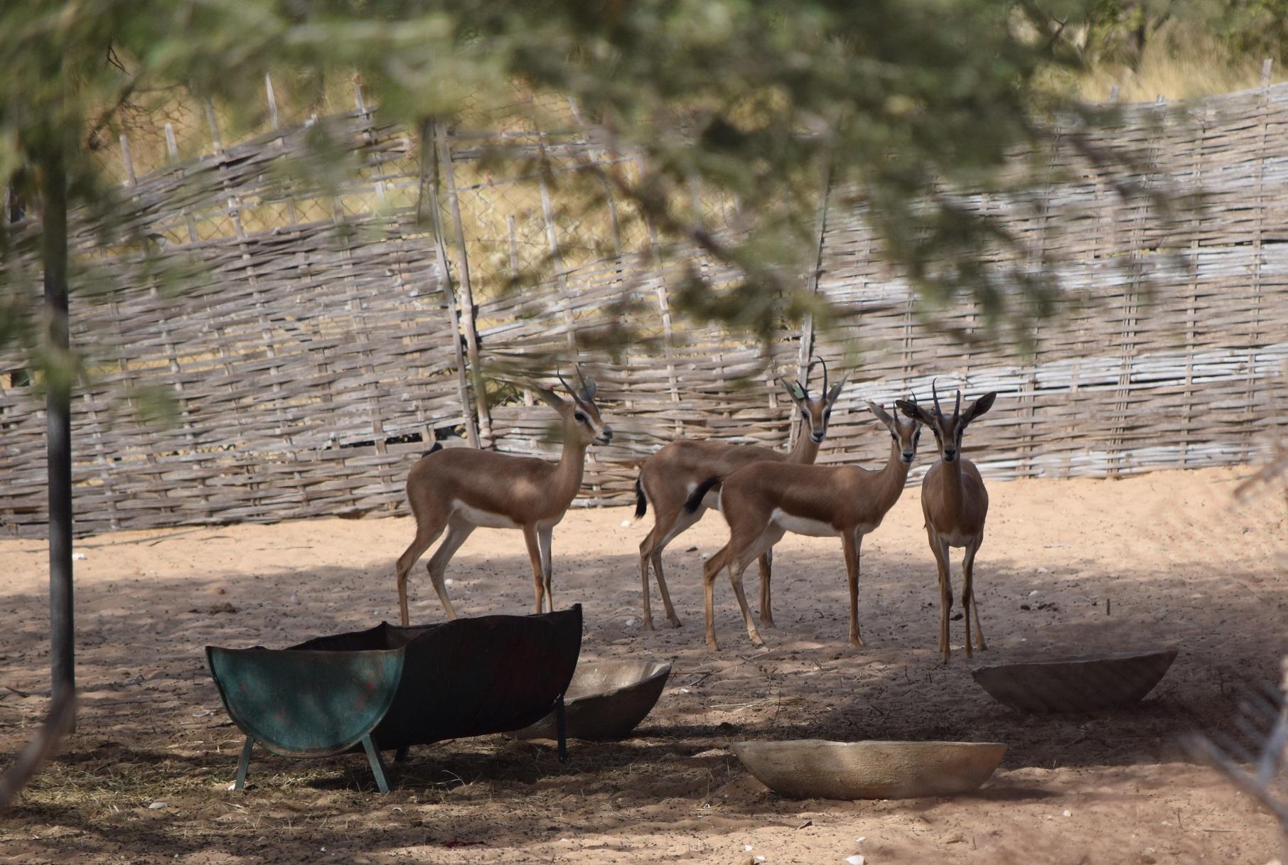 réserve de guembeul sénégal oryx gazelles singes