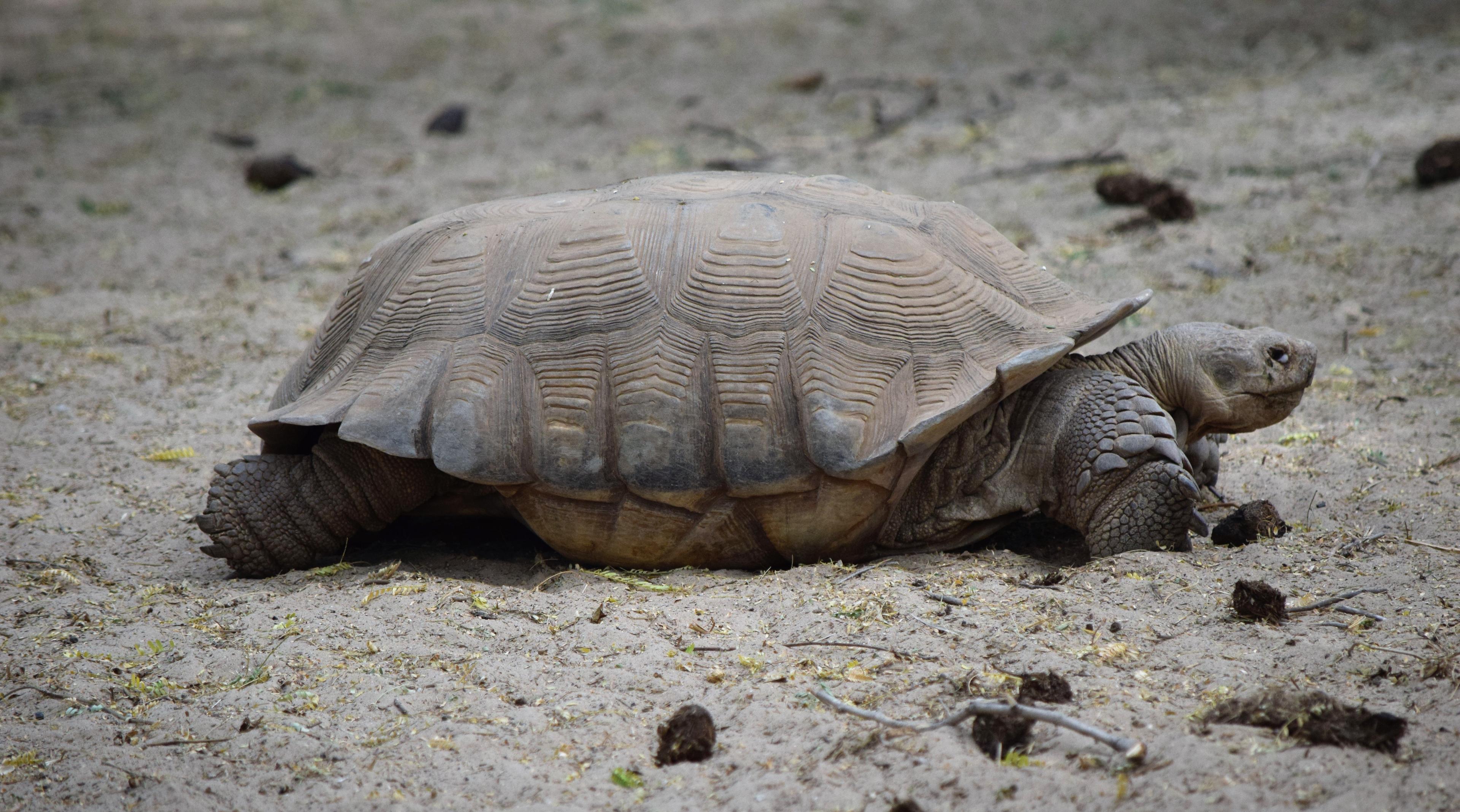 réserve de guembeul sénégal espèces menacées tortues terrestres sillonées