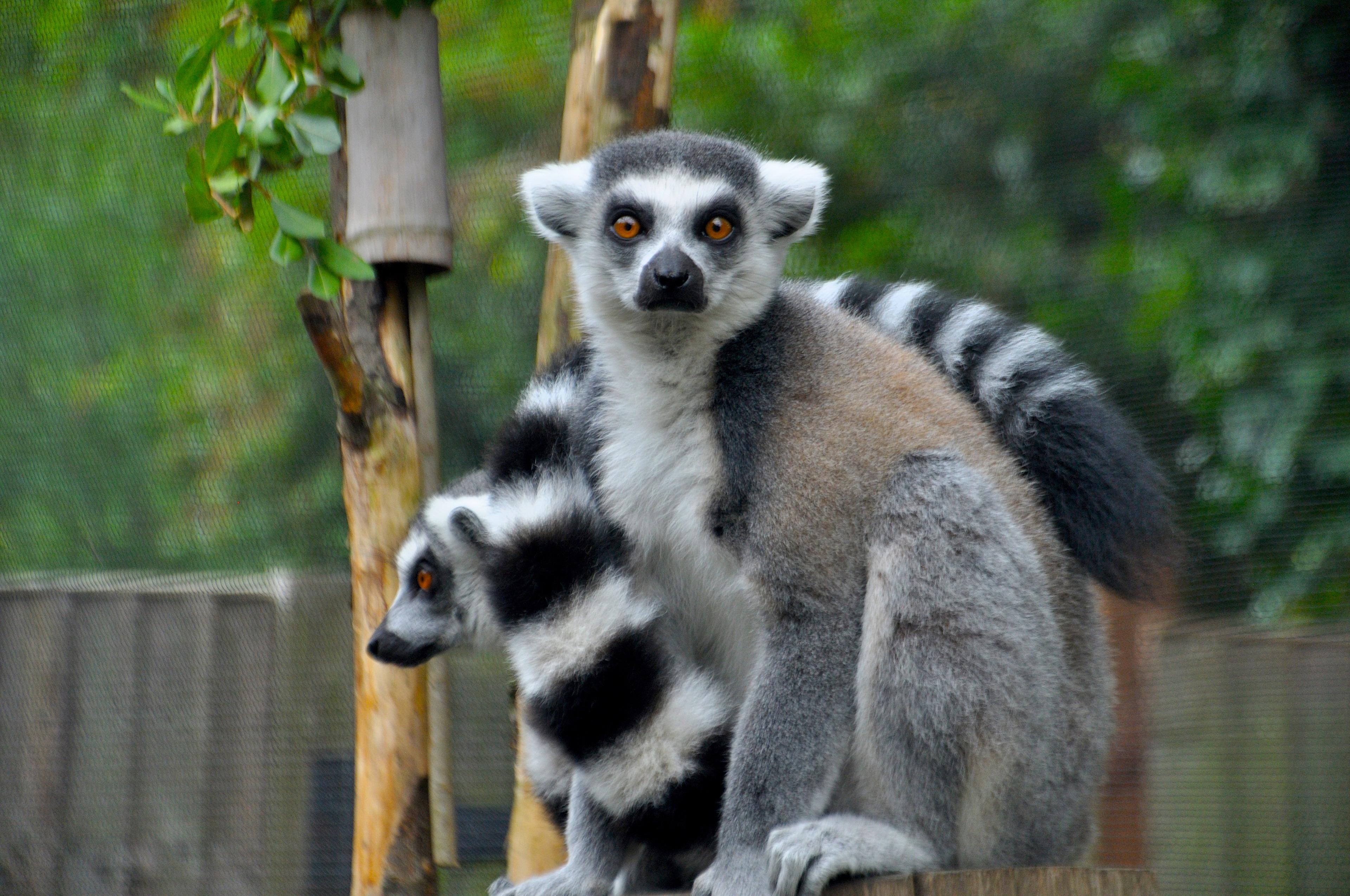 zoo londres animal visite