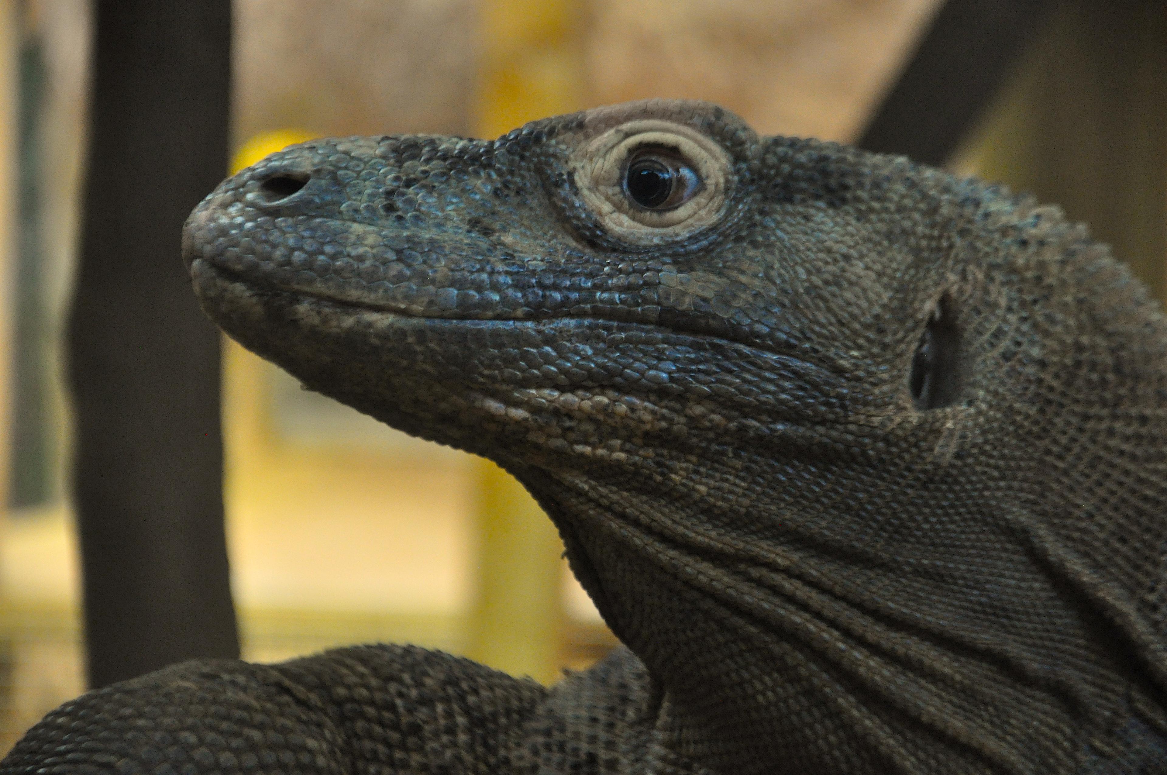 zoo lézard londres reptile 