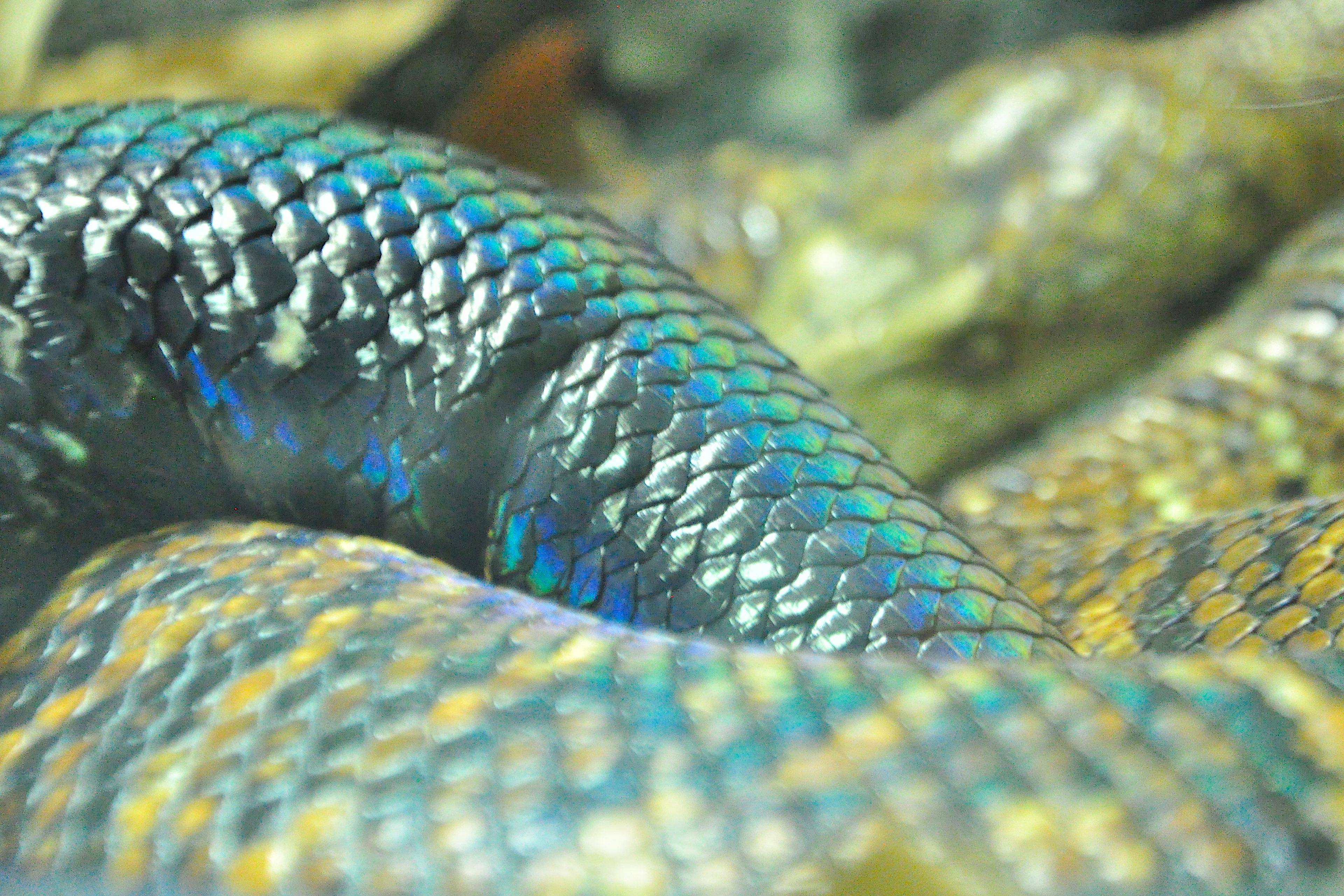 zoo londres serpent parc 