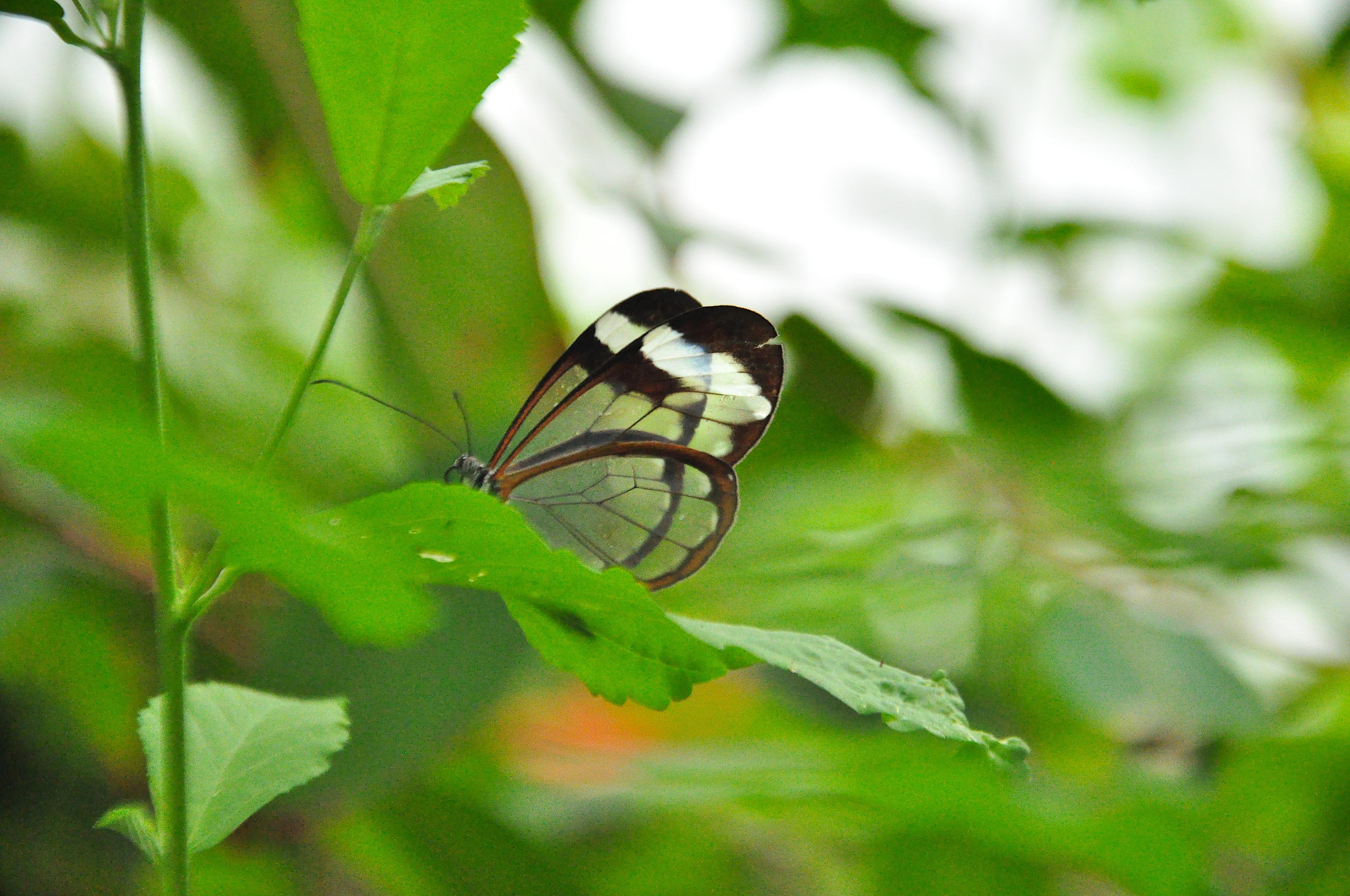 zoo papillon londres animaux 