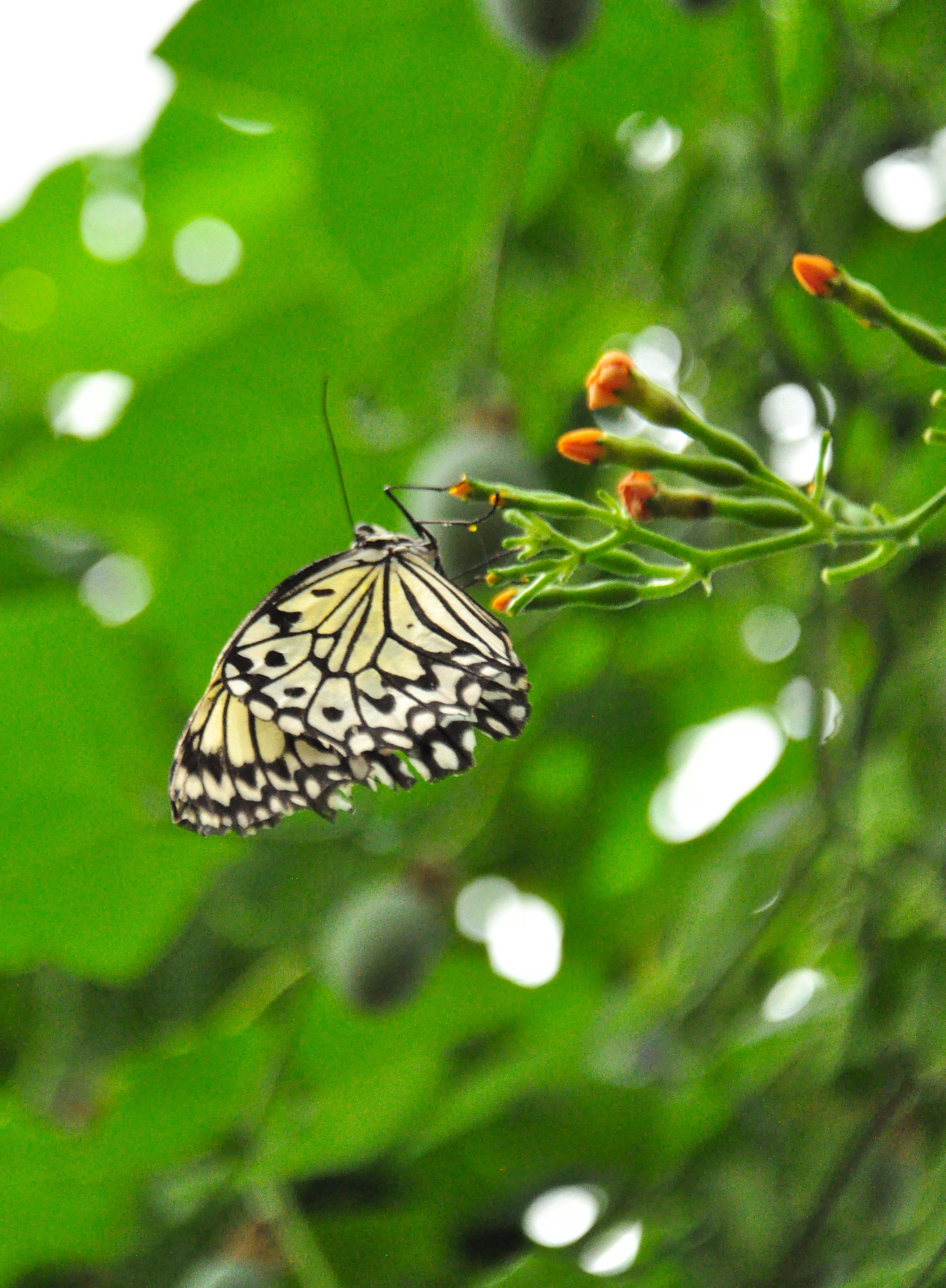 zoo londres papillon animal 