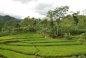 Rizières/Sentul/jakarta/java/Indonésie