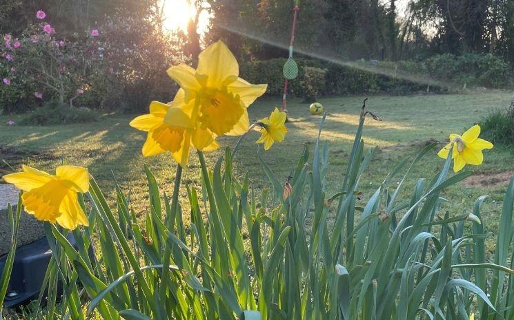 Les premières jonquilles de notre jardin — l’un des petits signes que nous guettons chaque année et qui nous indiquent que le printemps arrive.
