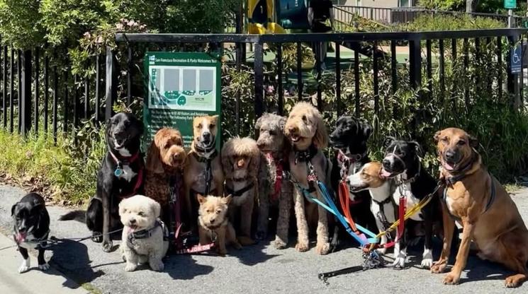 Des chiens assis en ligne dans un parc