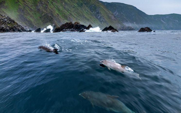 Dolphin Pod, Malin Head, County Donegal