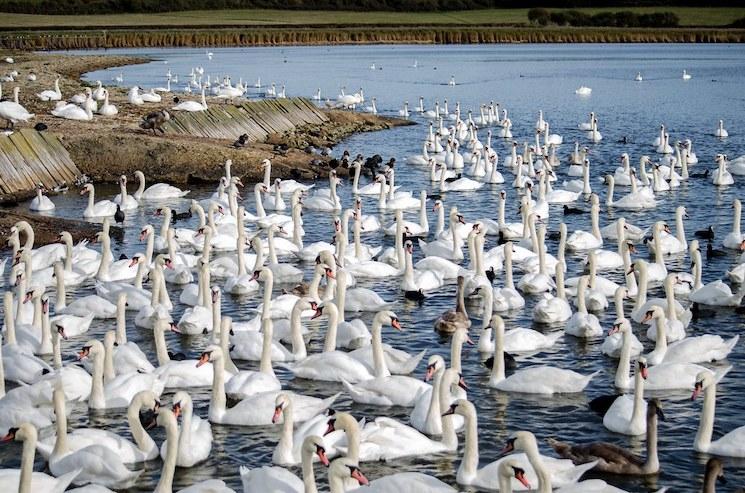 Abbotsbury Swannery,