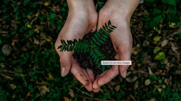 Des mains tiennent une plante