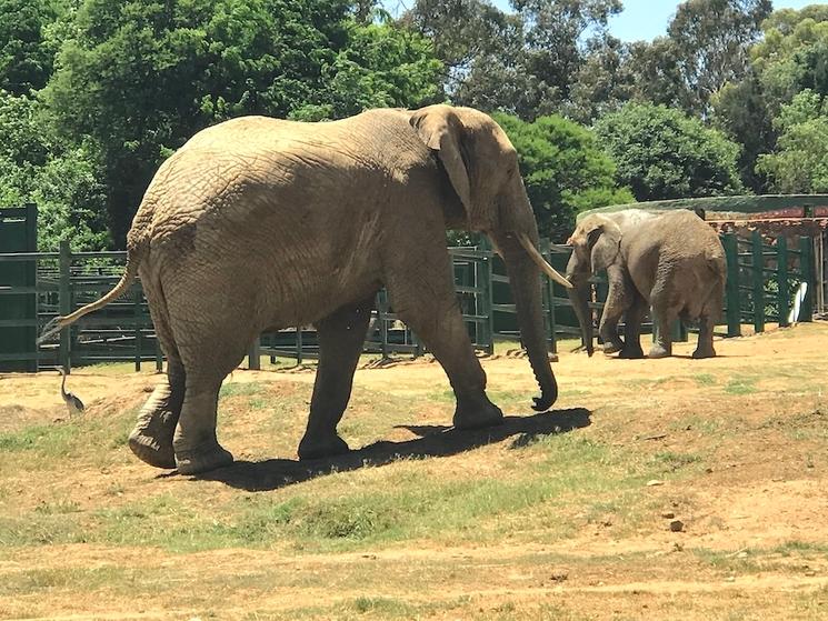 Elephants Johannesburg Zoo