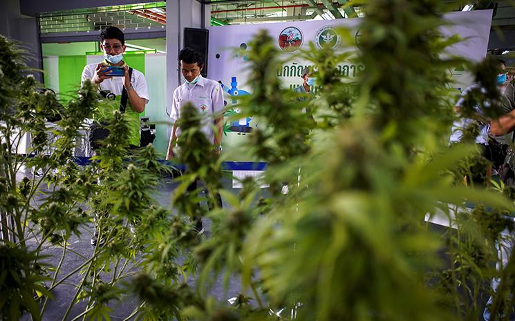 Les entreprises thailandaises investissent dans le cannabis