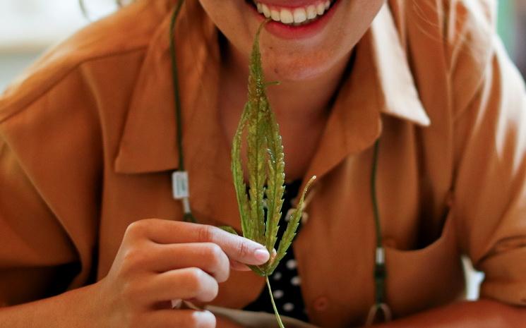 Cannabis dans la cuisine thaie