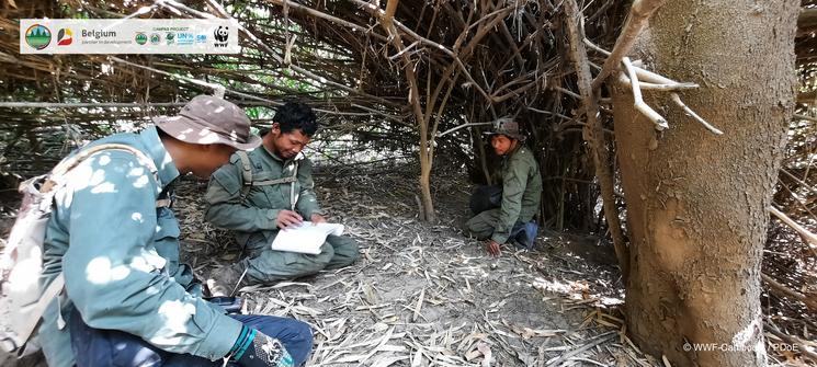 Field Work - Siamese Crocodile