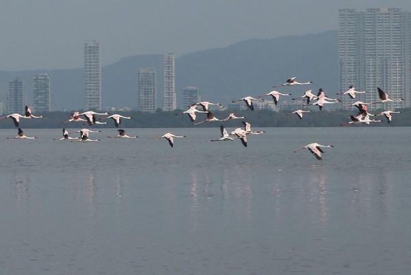 Flamants roses Thane Mumbai